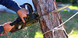 Best Tree Risk Assessment  in Commerce, CA